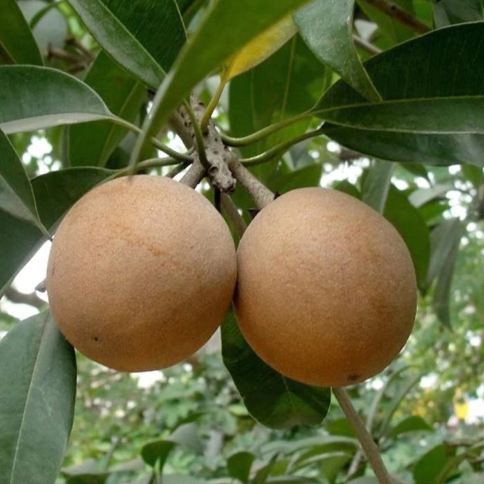 Red Sapota(Grafted) - Image 2