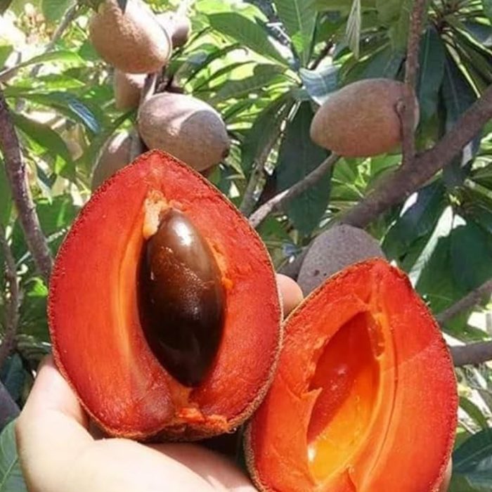Red Sapota(Grafted) - Image 5