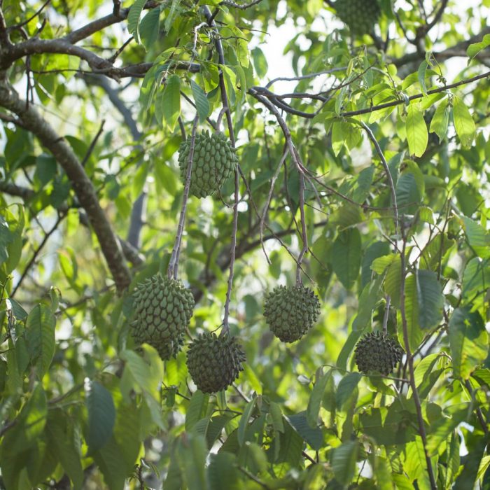 Rollinea Delicosa - Image 2