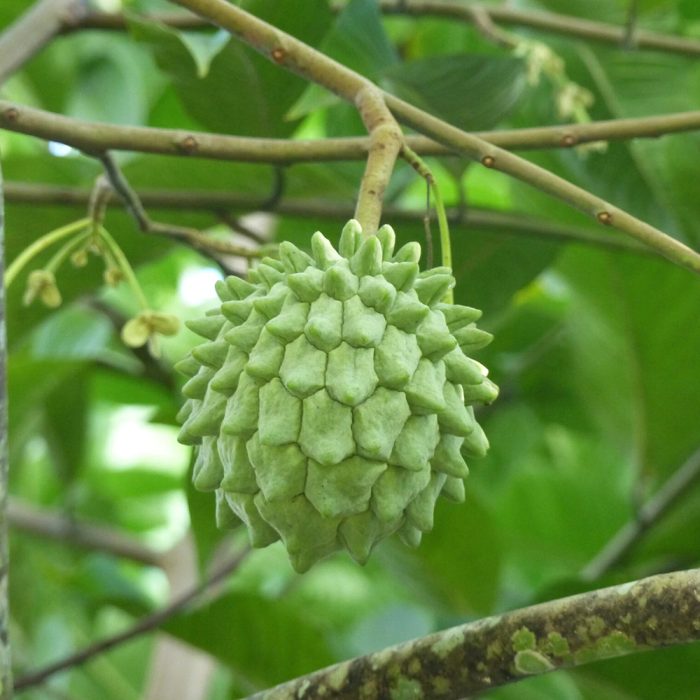 Rollinea Delicosa - Image 3