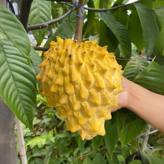 Rollinea Delicosa - Image 4