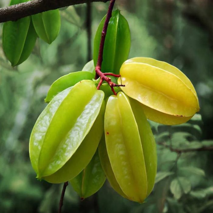 Star Fruit Sweet Grafted - Image 2