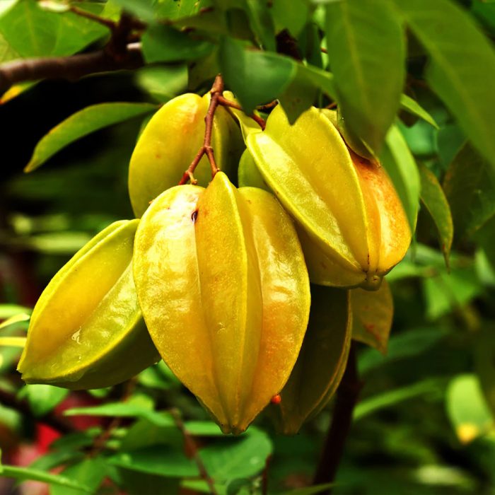 Star Fruit Sweet Grafted - Image 3
