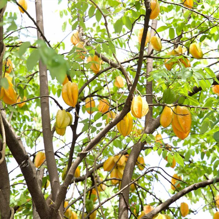 Star Fruit Sweet Grafted - Image 4