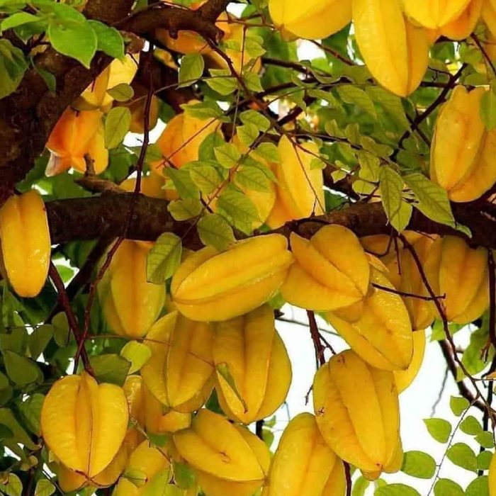 Star Fruit Sweet Grafted - Image 5