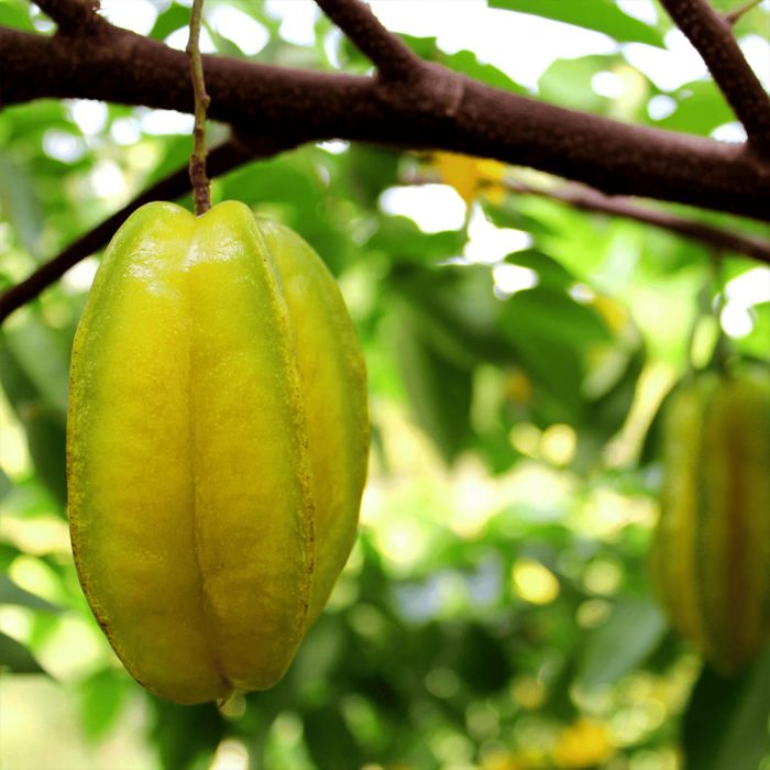 Star Fruit Sweet Grafted - Image 6