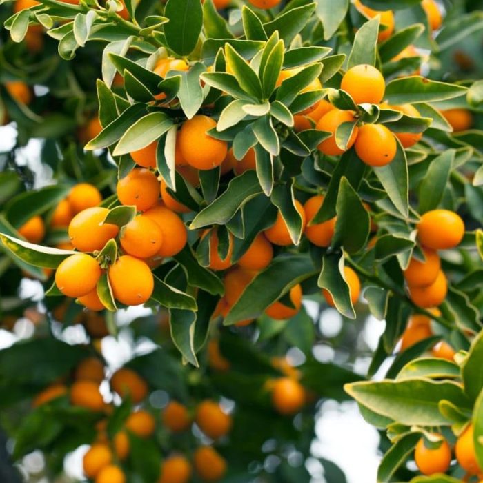 Sweet Lemon(Grafted) - Image 2