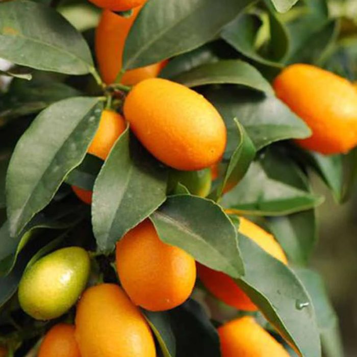 Sweet Lemon(Grafted) - Image 3