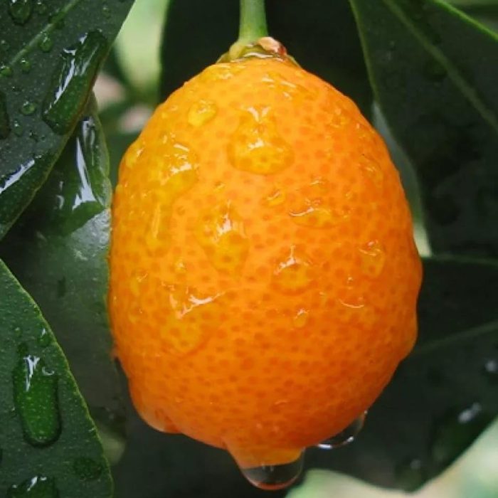 Sweet Lemon(Grafted) - Image 4