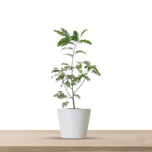 Sweet Tamarind Plant(Grafted)