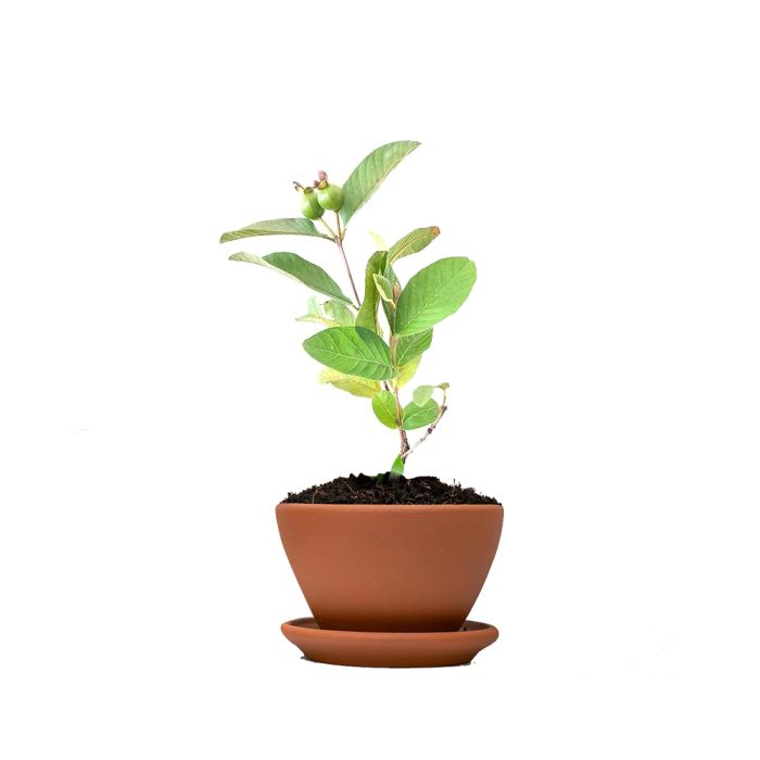 Thai Guava-Pink Plant(Grafted)