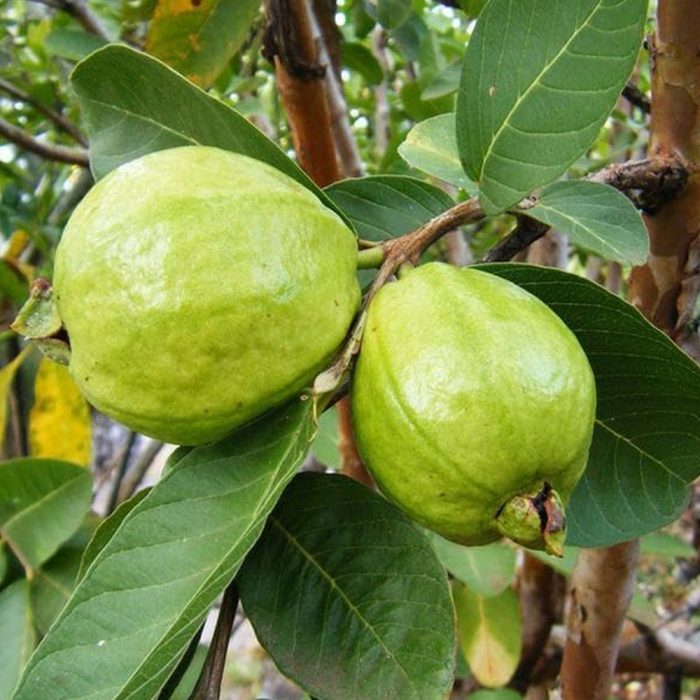 Thai Guava-Pink Plant(Grafted) - Image 3