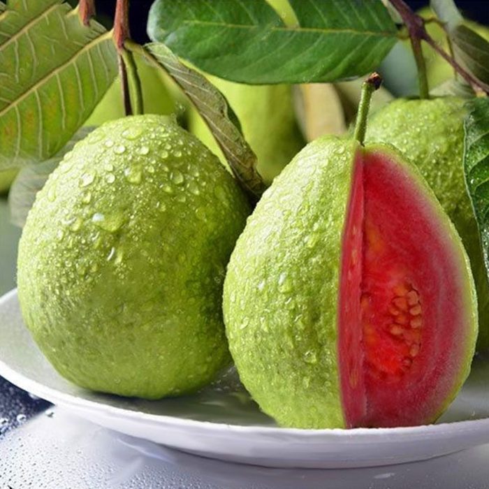 Thai Guava-Pink Plant(Grafted) - Image 4
