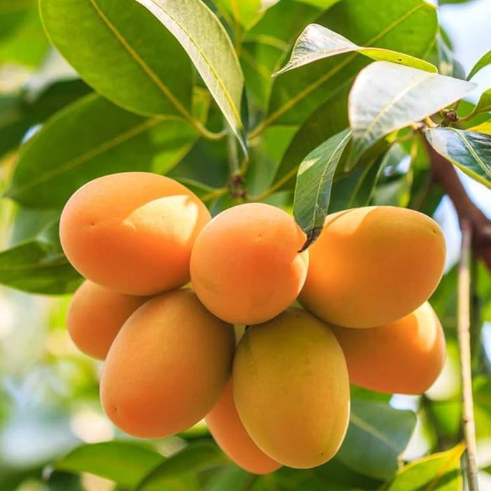Thai Mango(Grafted) - Image 2