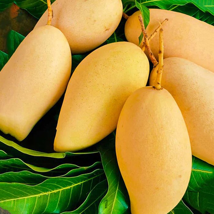 Thai Mango(Grafted) - Image 3