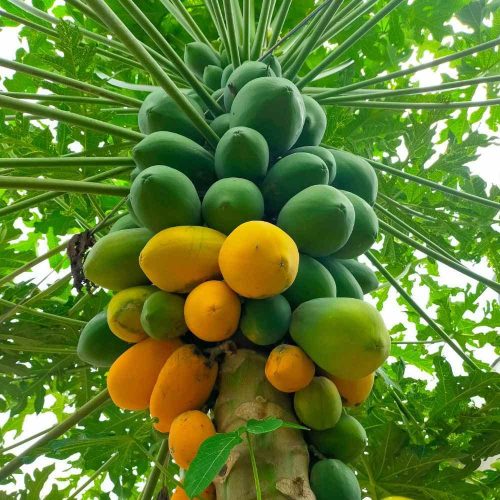 Thaiwan Red Lady Papaya