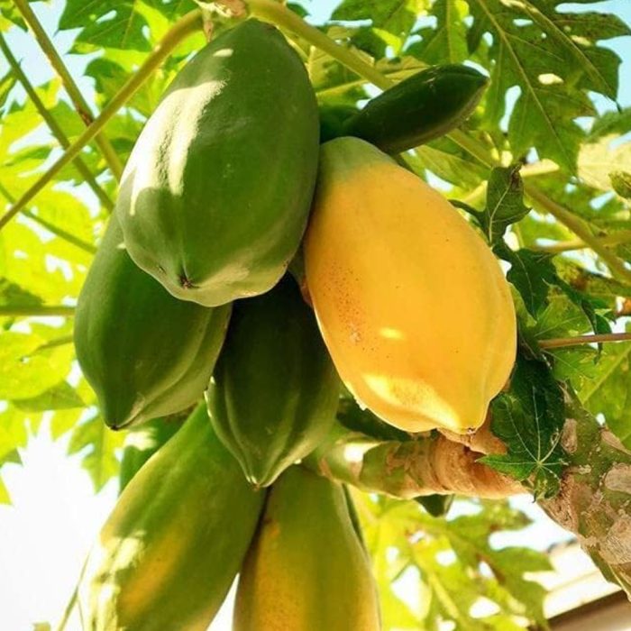 Thaiwan Red Lady Papaya - Image 2