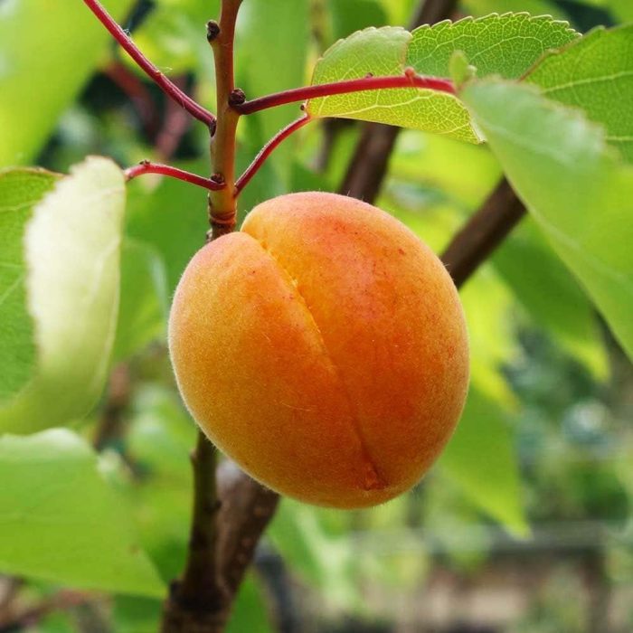 Tropical Apricot fruit (Grafted) - Image 2