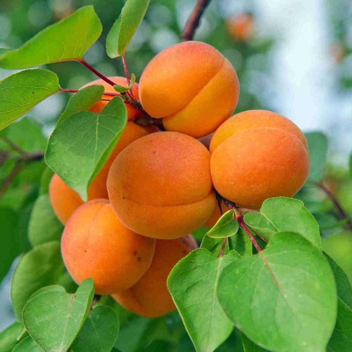 Tropical Apricot fruit (Grafted) - Image 3