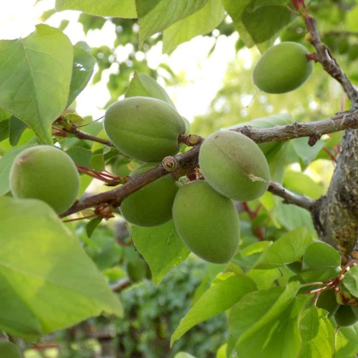 Tropical Apricot fruit (Grafted) - Image 4