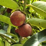Tuniki fruit ( gab fruit )
