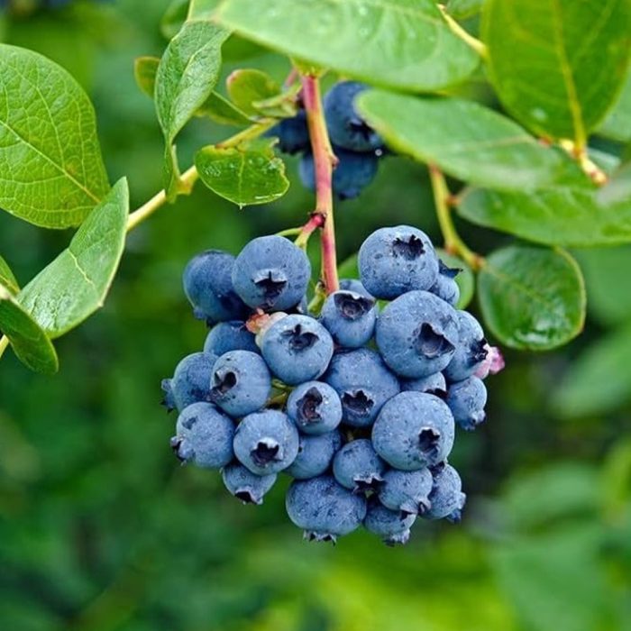 U S Blue berry