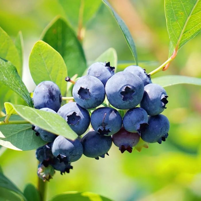 U S Blue berry - Image 2