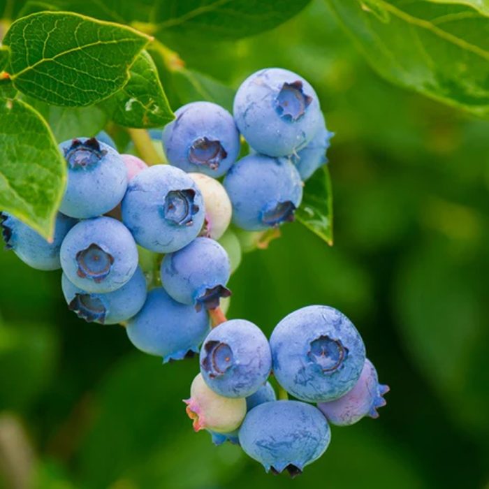 U S Blue berry - Image 3