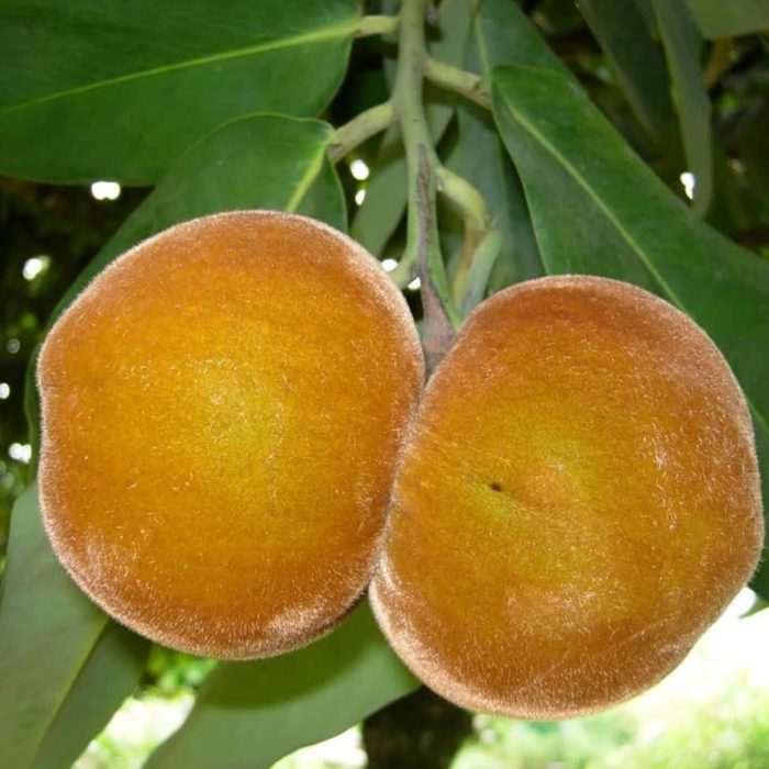 Velvet apple - Image 4
