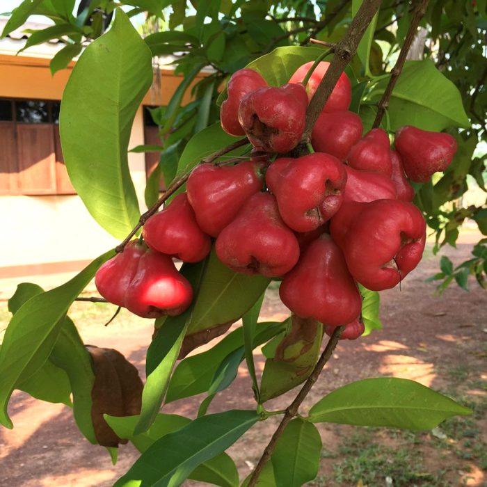 Water Apple-Red (Grafted) - Image 2