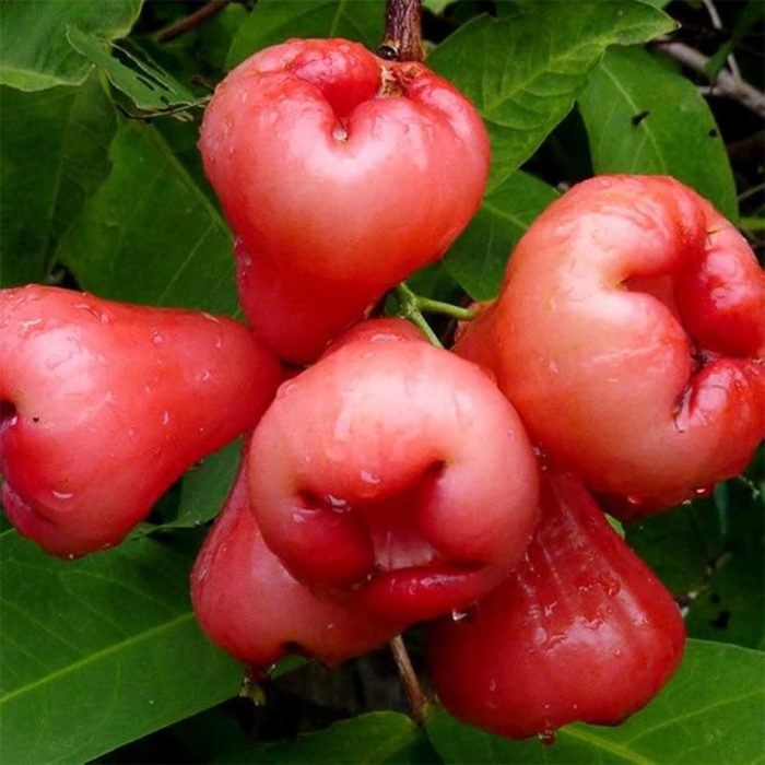 Water Apple-Red (Grafted) - Image 3