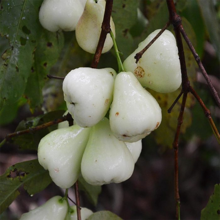 Water apple white(Grafted) - Image 2