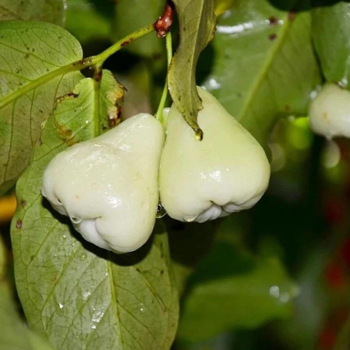 Water apple white(Grafted) - Image 3