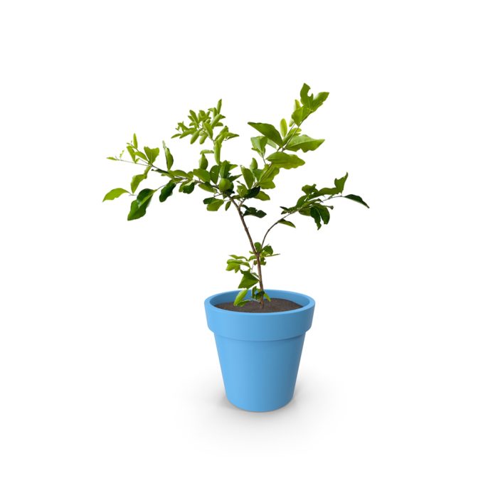 West Indies Cherry