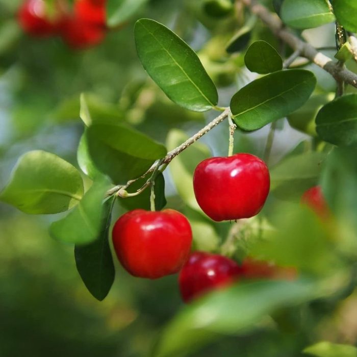 West Indies Cherry - Image 2