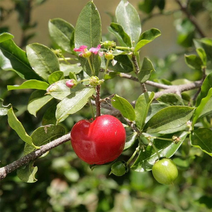 West Indies Cherry - Image 3