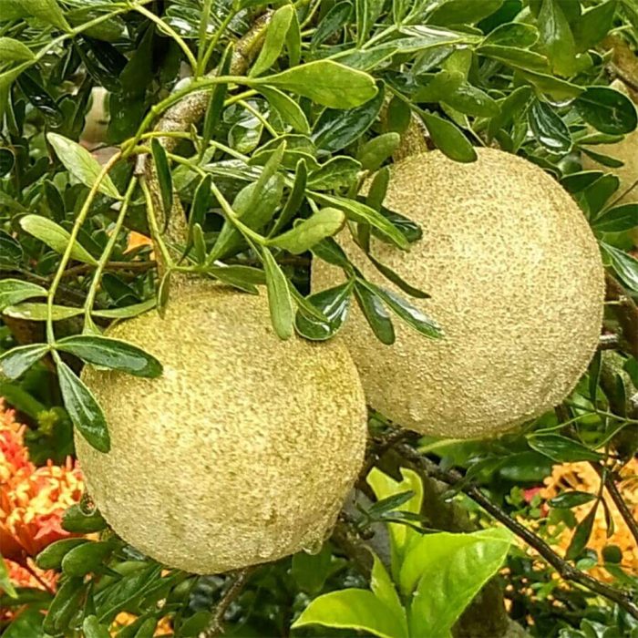 Wood apple(Grafted) - Image 2