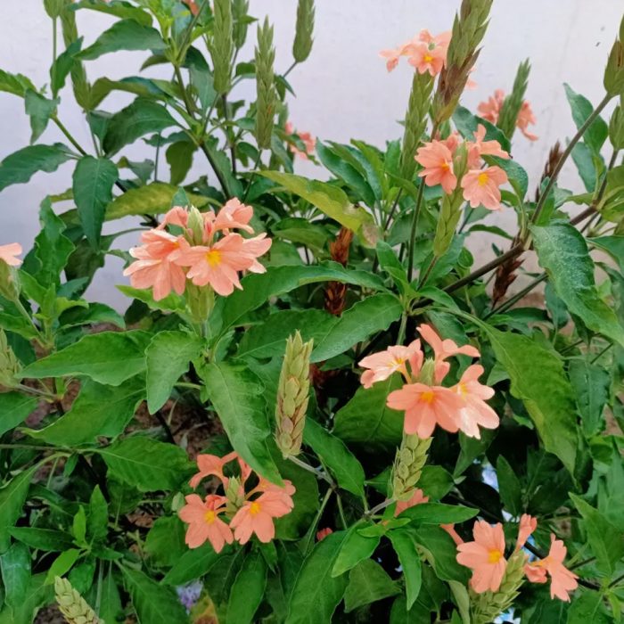 kanakambaram / కనకాంబరం - Image 4