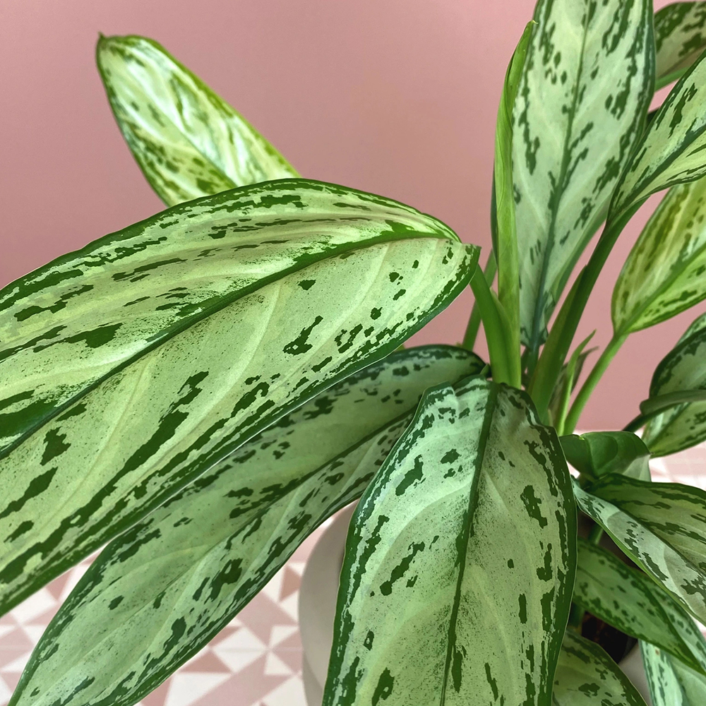 Aglaonema Chrispum - Image 2