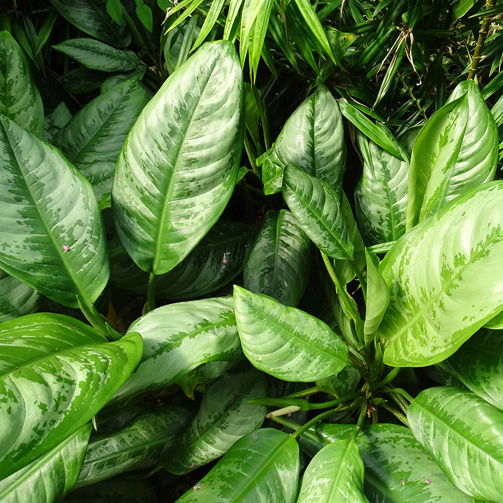 Aglaonema Chrispum - Image 3
