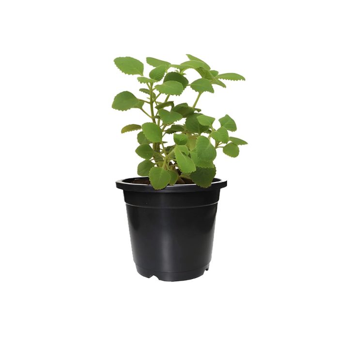 Ajwain plant