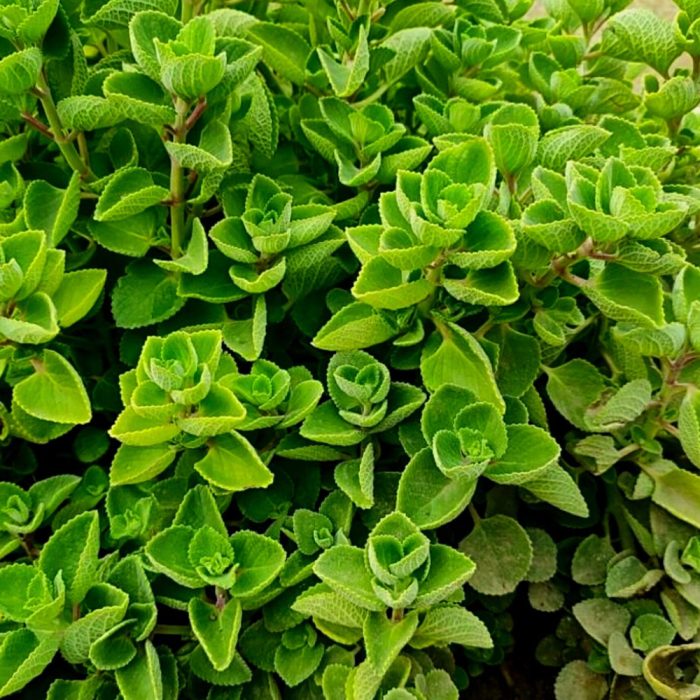 Ajwain plant - Image 2