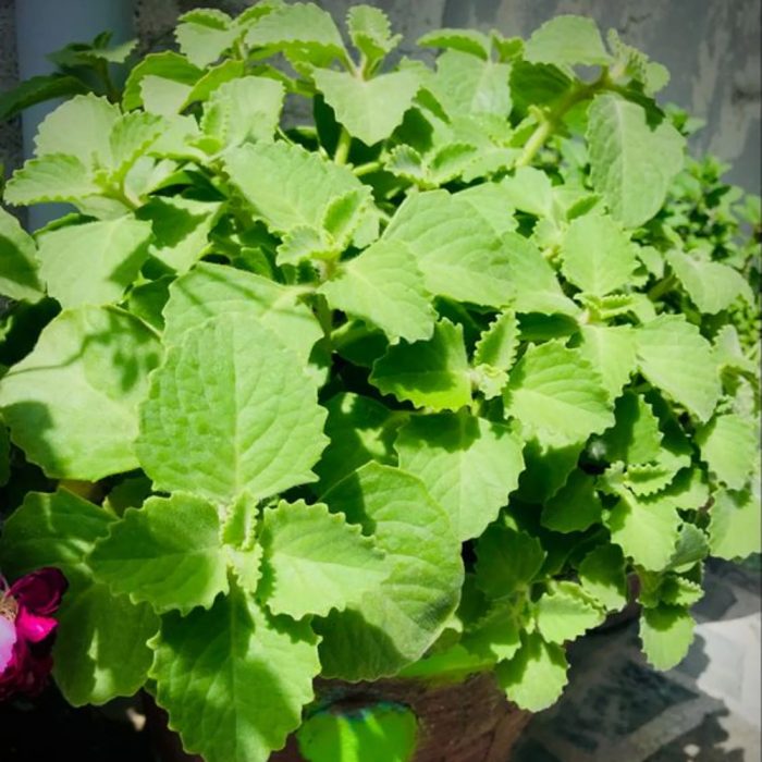 Ajwain plant - Image 3