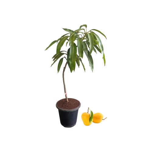 alphonso mango