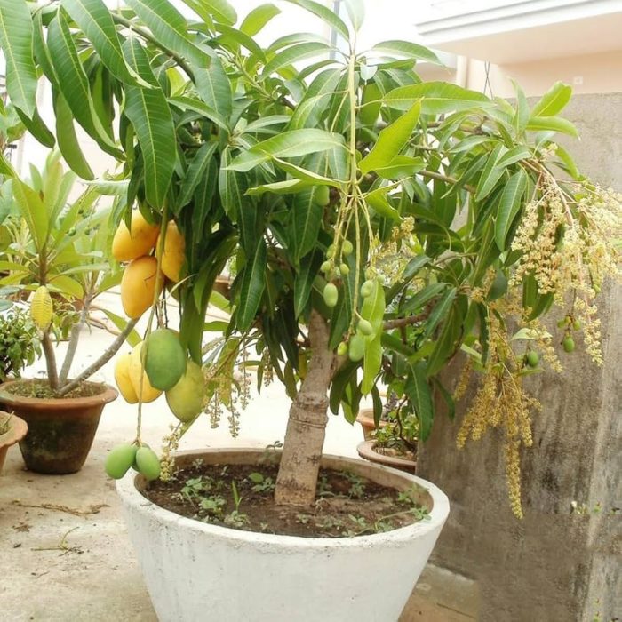 alphonso mango - Image 2