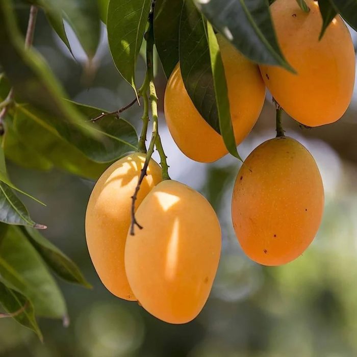 alphonso mango - Image 4