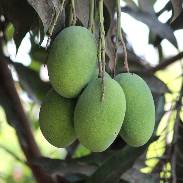 Amrapali mango / ఆమ్రపాలి మామిడి(Grafted) - Image 2