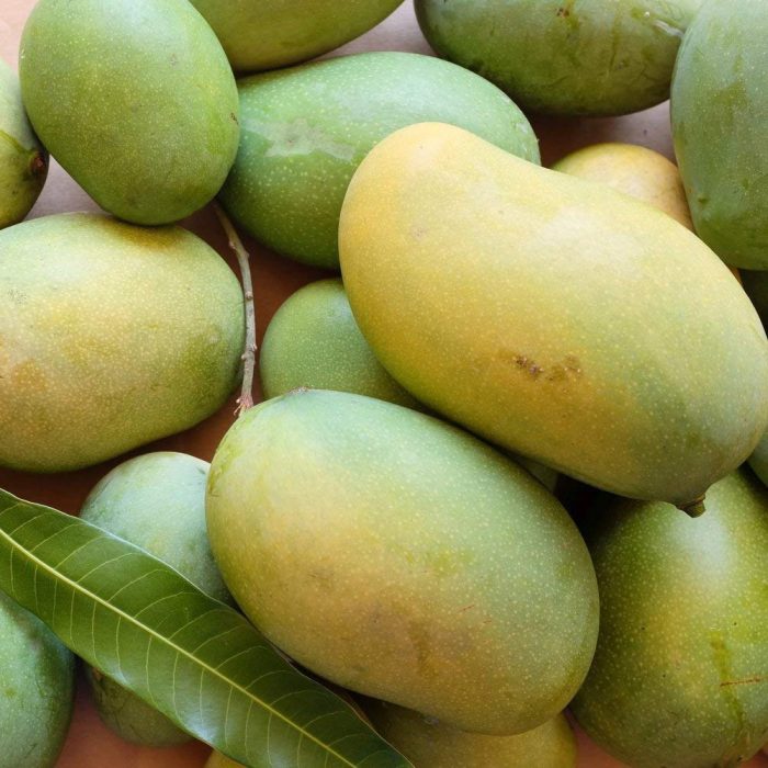 Amrapali mango / ఆమ్రపాలి మామిడి(Grafted) - Image 3