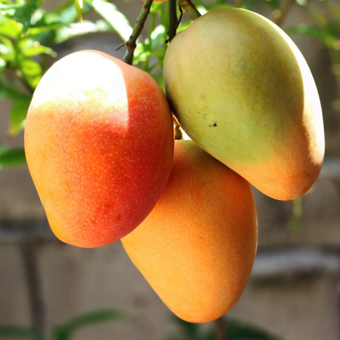 Amrapali mango / ఆమ్రపాలి మామిడి(Grafted) - Image 4