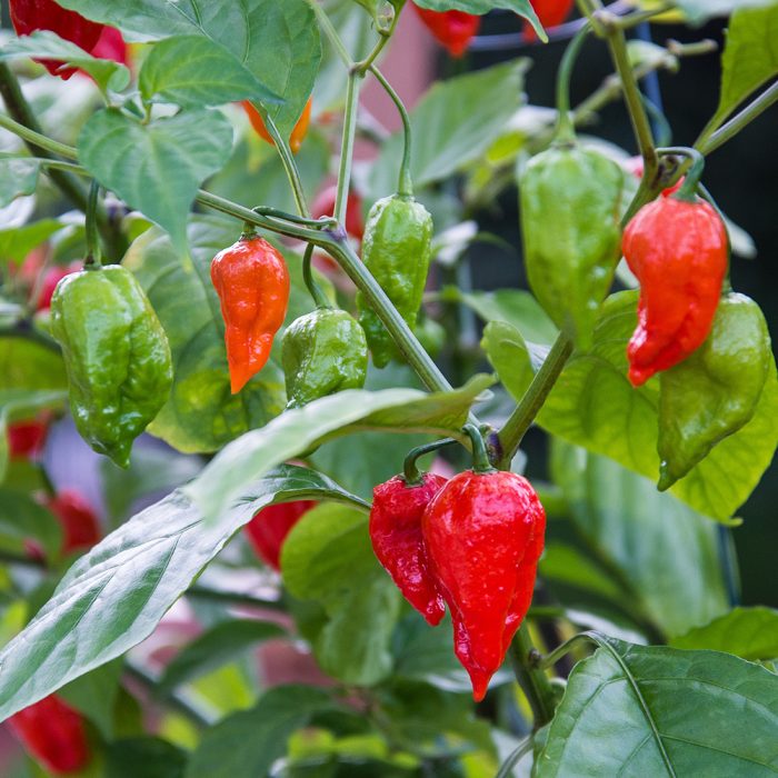 Assam mirchi / అస్సాం మిరప - Image 2